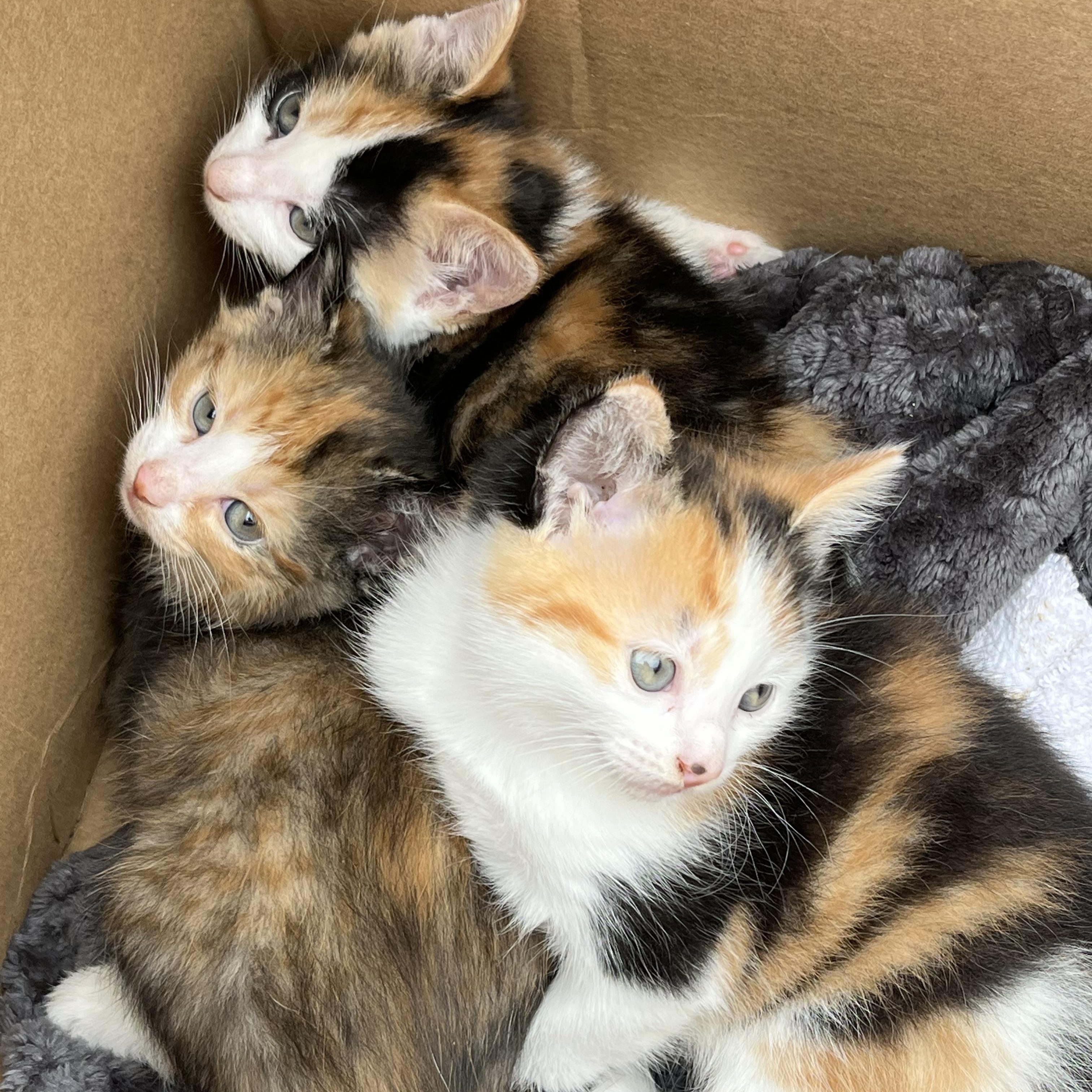 Baby Calico Kittens - Pig Place, Foosball, Alotta, and Corduroy, adopted, Kitten Female Domestic Short Hair.
