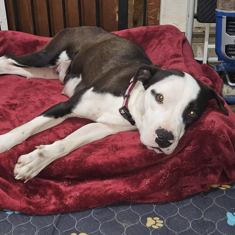 Enlarge Ruby, a Adoptable mixed breed in callao, VA image 1/5