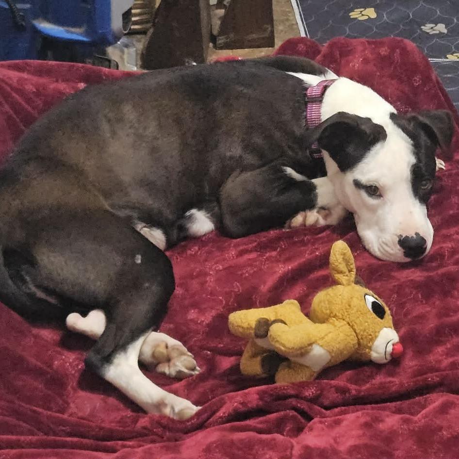 Enlarge Ruby, a Adoptable mixed breed in callao, VA image 2/5