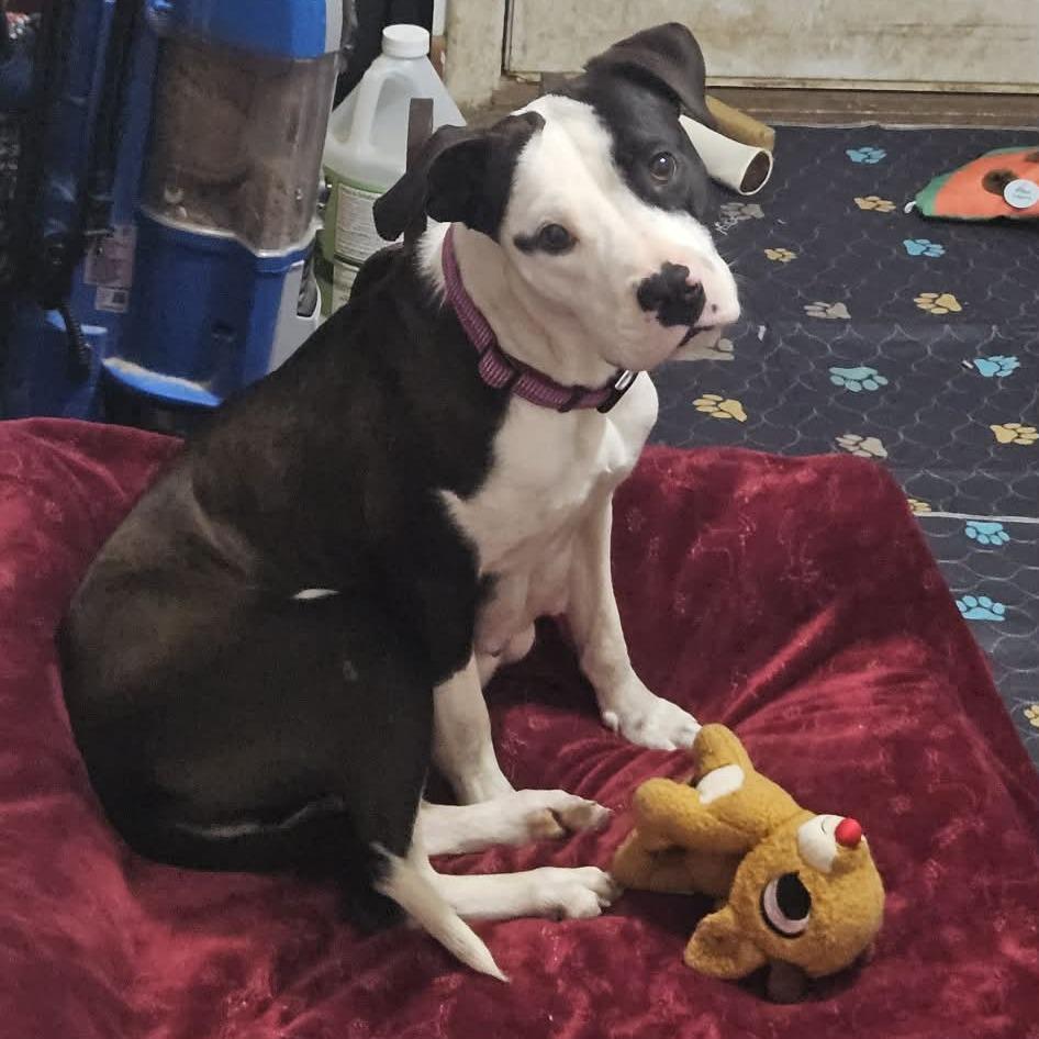 Enlarge Ruby, a Adoptable mixed breed in callao, VA image 3/5