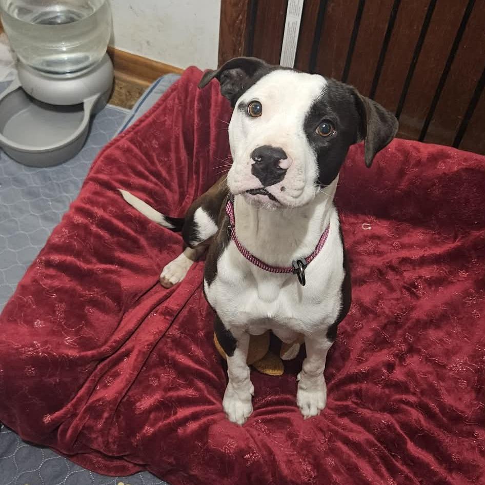 Enlarge Ruby, a Adoptable mixed breed in callao, VA image 4/5