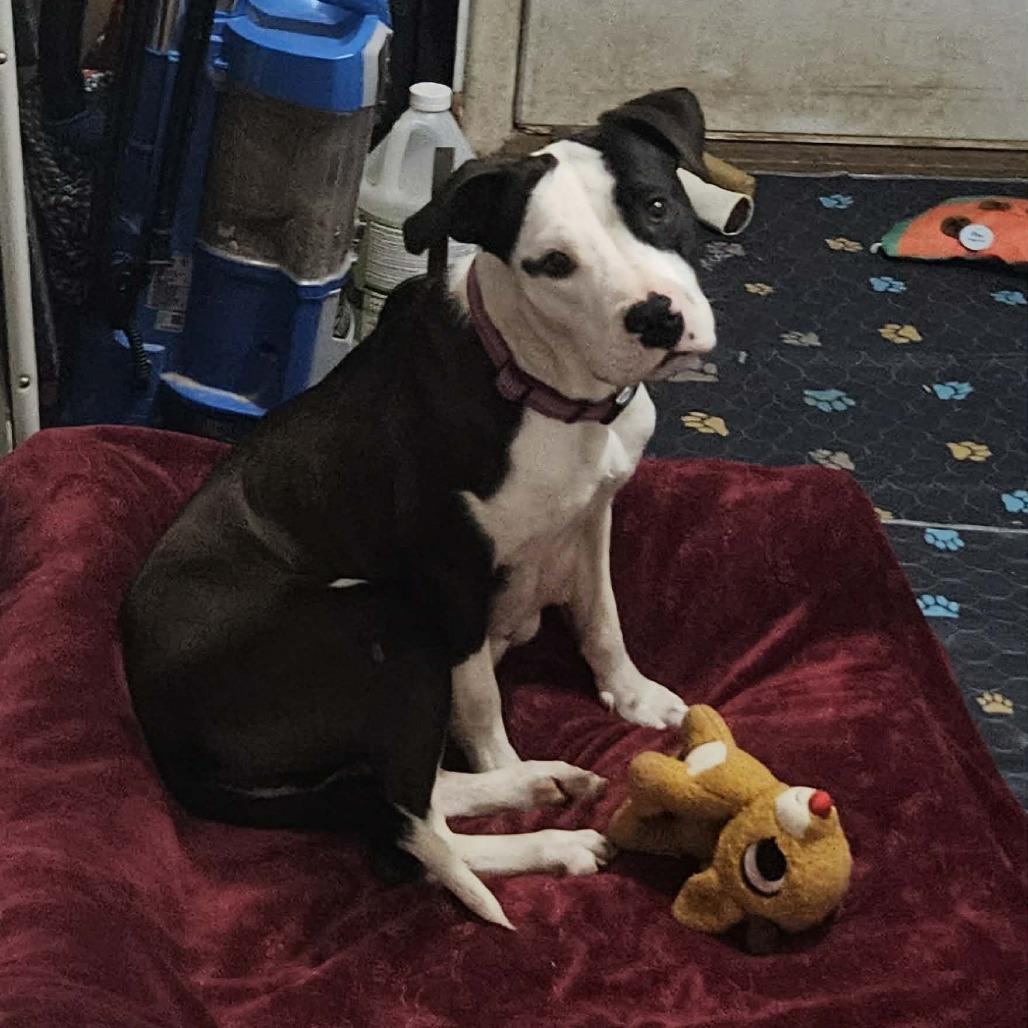 Enlarge Ruby, a Adoptable mixed breed in callao, VA image 5/5