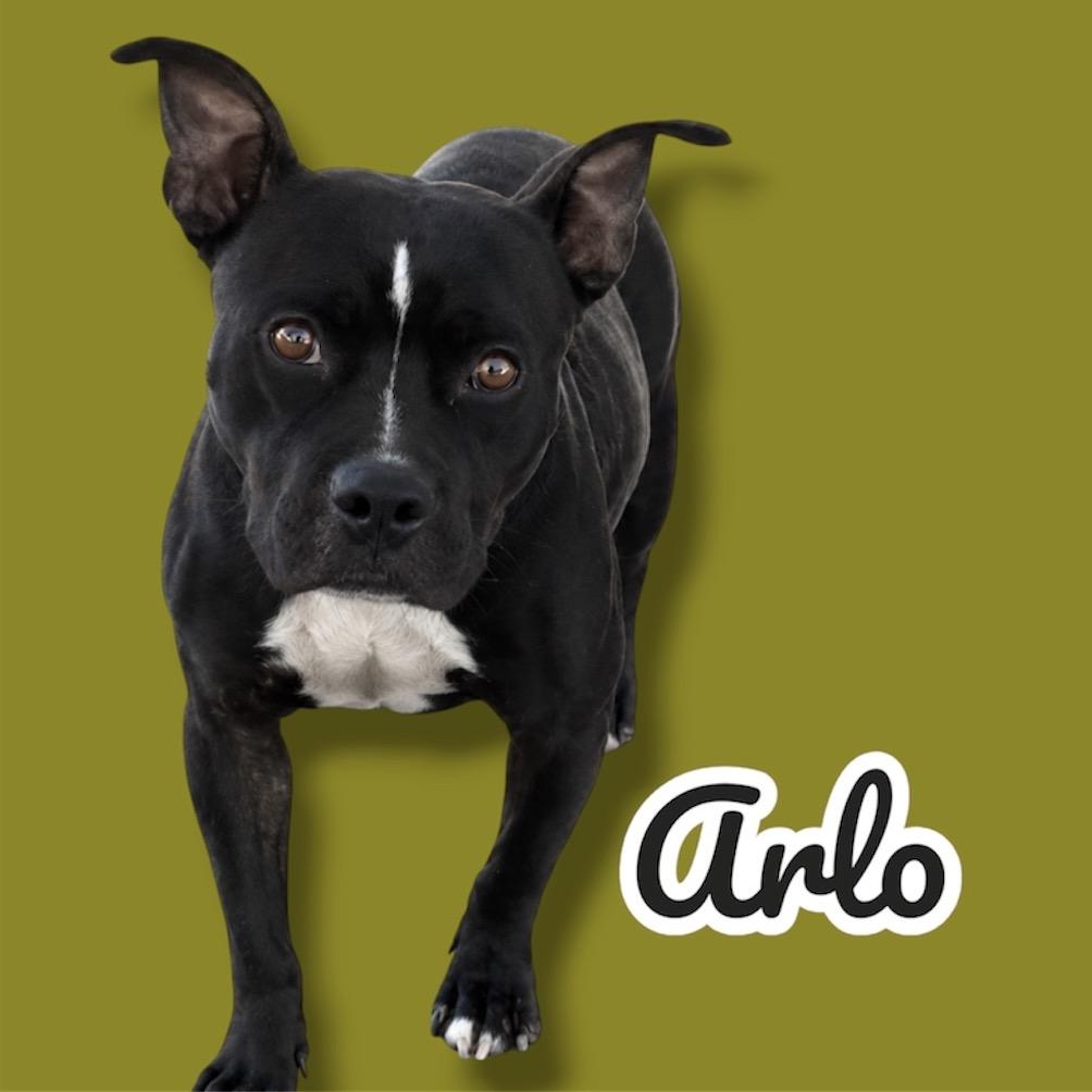 Chappy - ADOPTION PENDING, Adoptable, Adult Male Pit Bull Terrier.