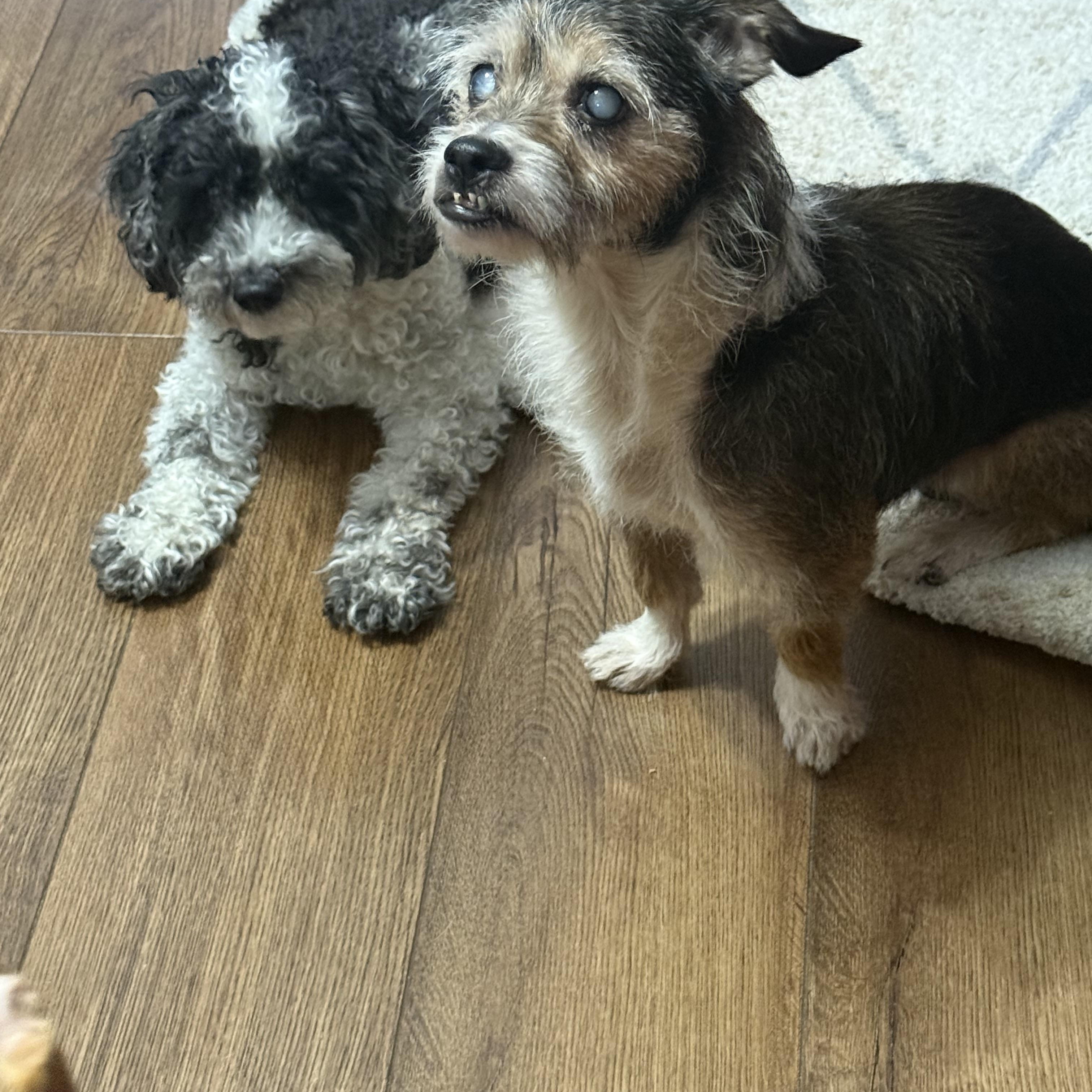 Enlarge Pepper, a Adoptable mixed breed in Naperville, IL image 1/5
