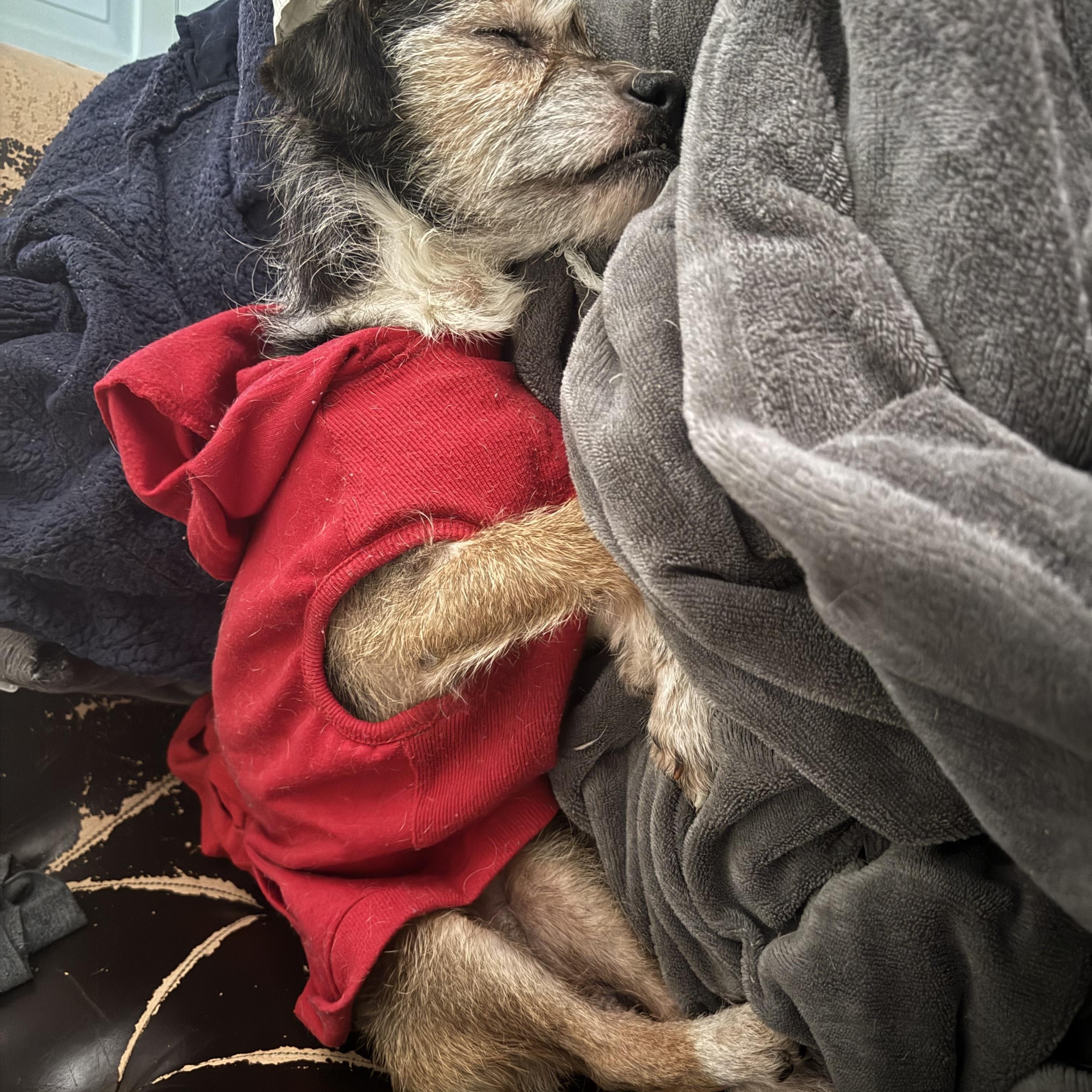 Enlarge Pepper, a Adoptable mixed breed in Naperville, IL image 3/5