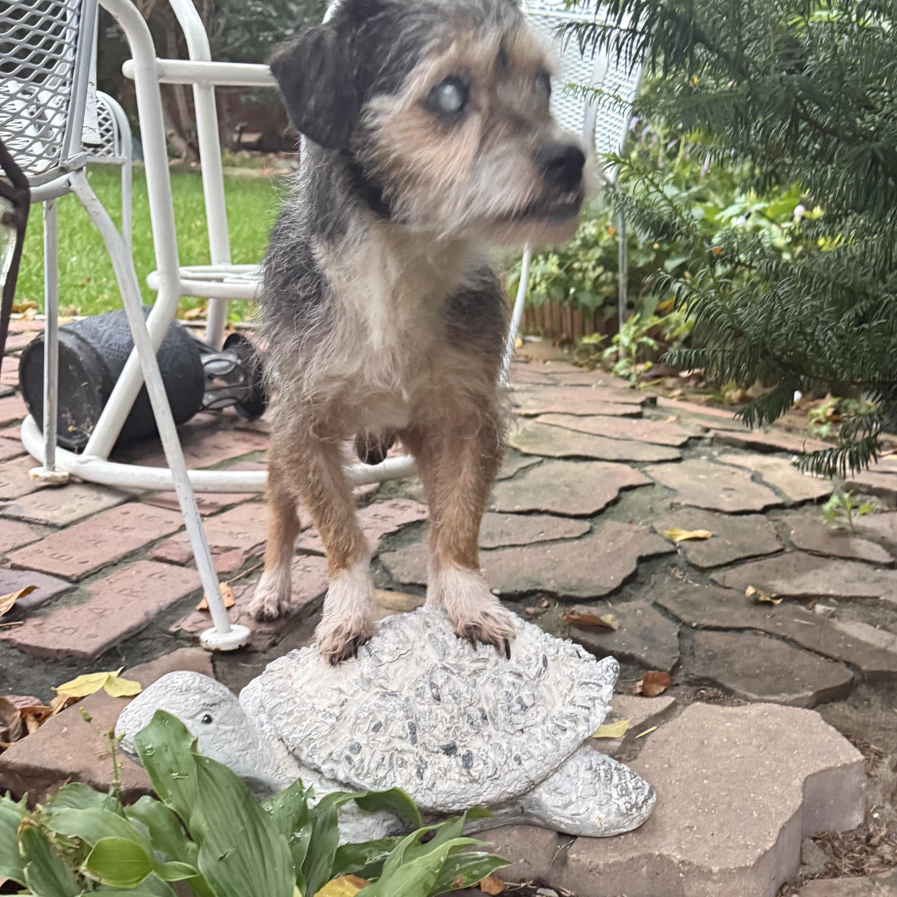 Enlarge Pepper, a Adoptable mixed breed in Naperville, IL image 5/5