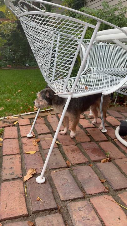 Enlarge Pepper, a Adoptable mixed breed in Naperville, IL video 4/5