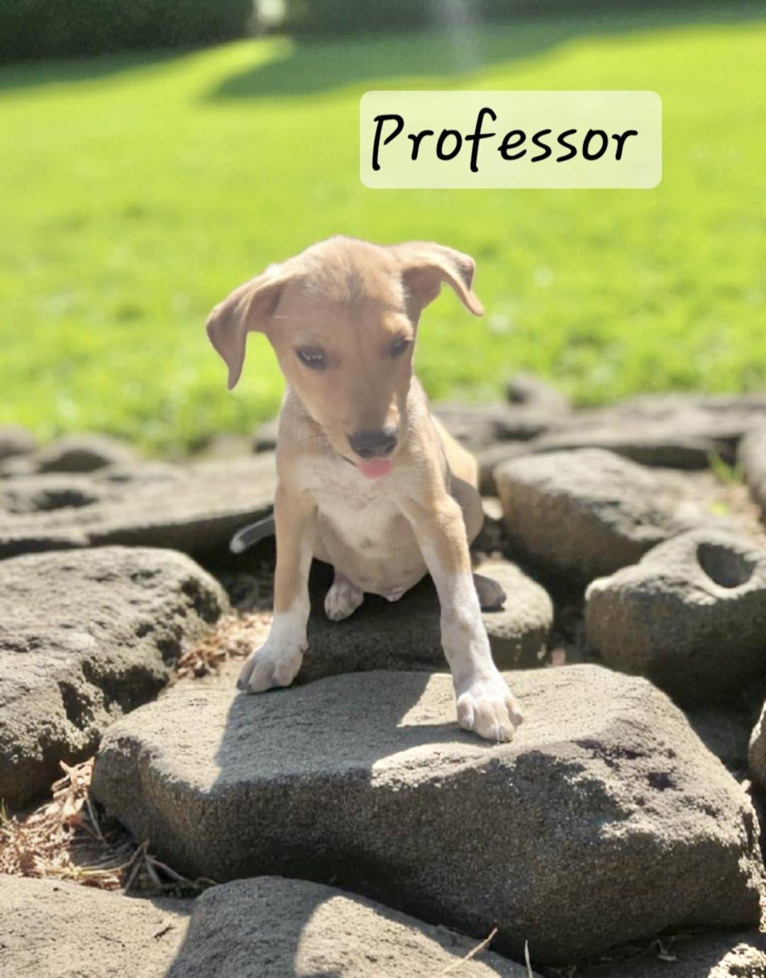 Professor