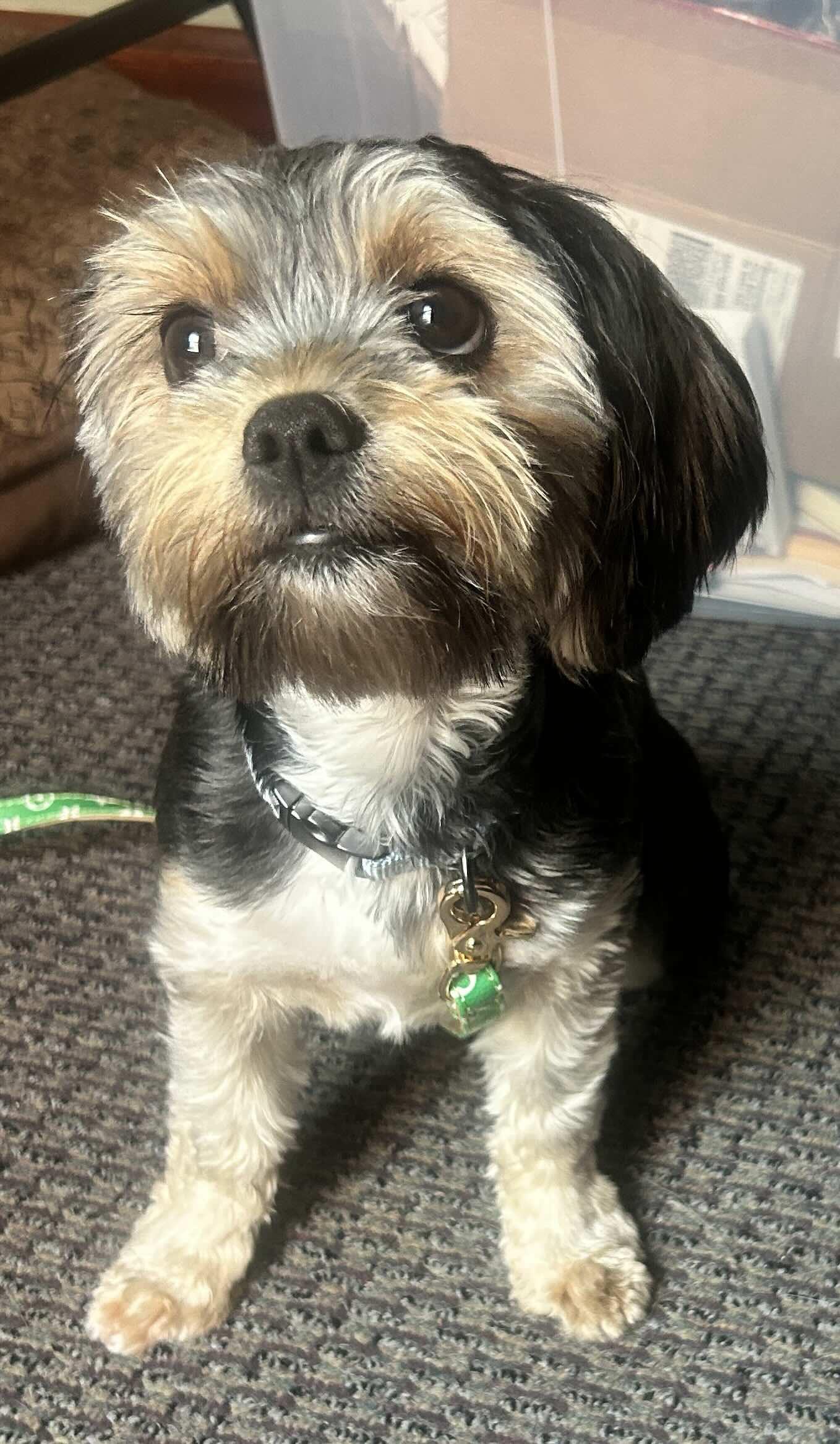 Josie, Adopted, Young Female Shih Tzu & Yorkshire Terrier.