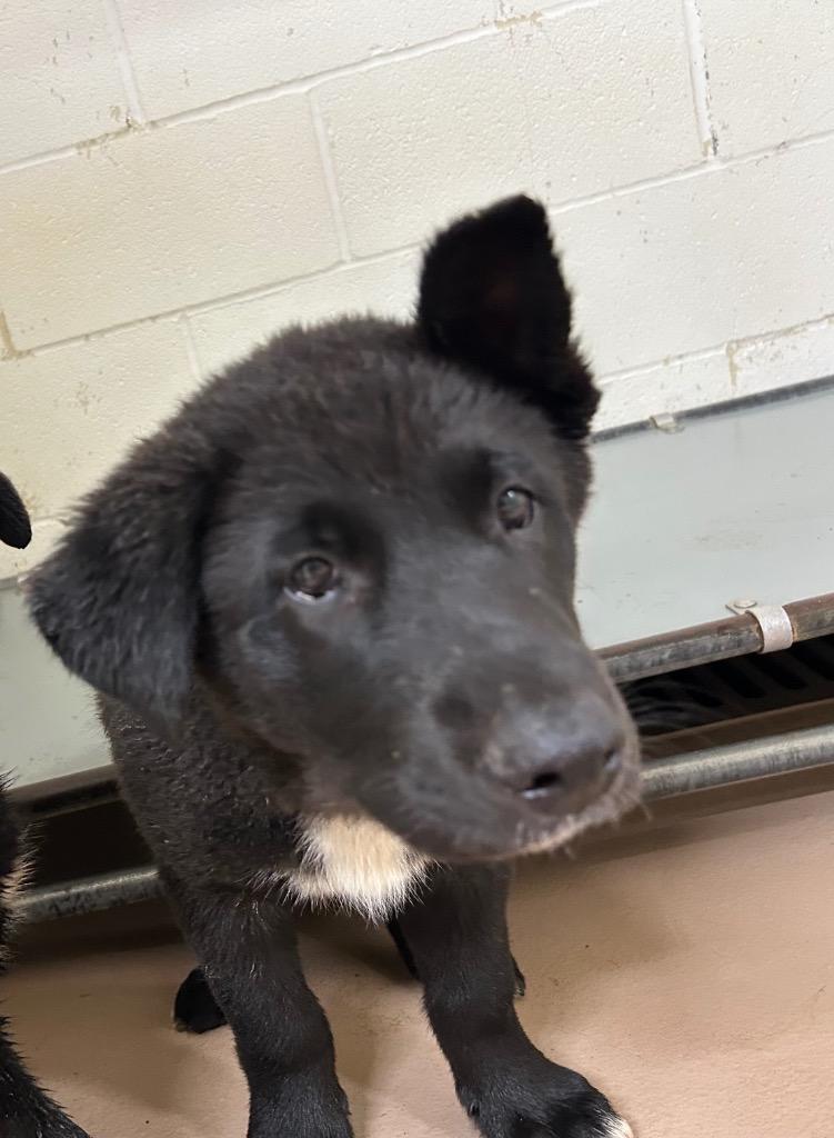 Nebula, Adoptable, Puppy Female Black Labrador Retriever & Shepherd.