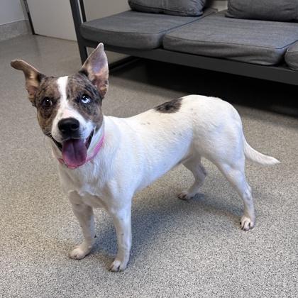 Jewel, ADOPTABLE, Adult Female Mixed Breed.