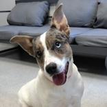 Jewel, a ADOPTABLE Mixed Breed in Lansing, MI image 4/5