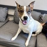 Jewel, a ADOPTABLE Mixed Breed in Lansing, MI image 5/5