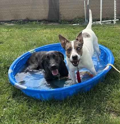 Jewel, a ADOPTABLE Mixed Breed in Lansing, MI image 3/5