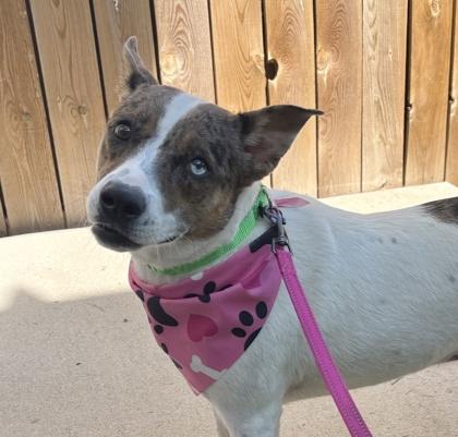 Jewel, a ADOPTABLE Mixed Breed in Lansing, MI image 1/5