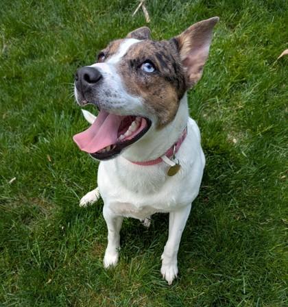 Jewel, a ADOPTABLE Mixed Breed in Lansing, MI image 2/5