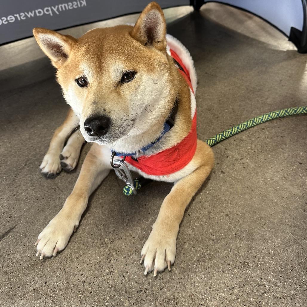 Enlarge Boba, a Adoptable Shiba Inu in Las Vegas, NV image 1/6