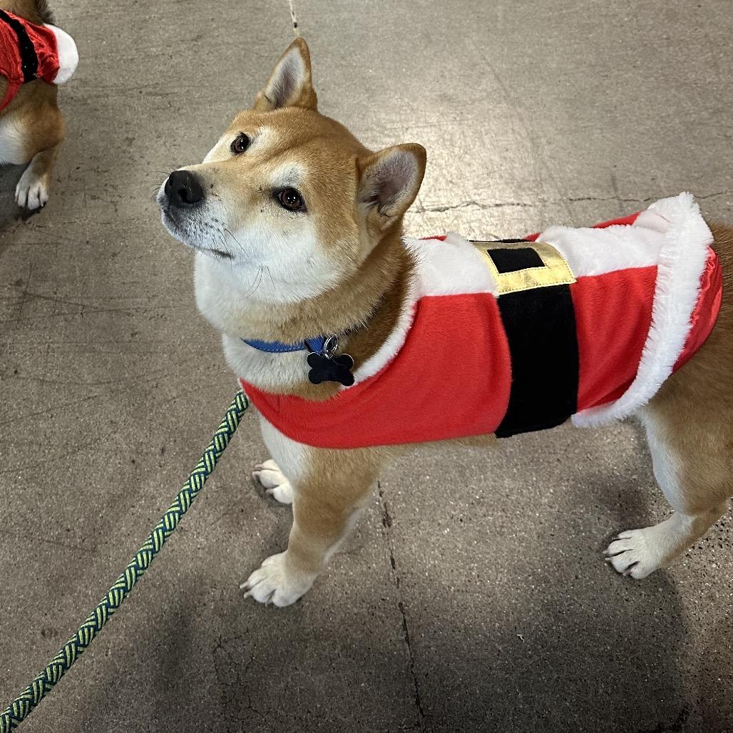 Enlarge Boba, a Adoptable Shiba Inu in Las Vegas, NV image 2/6