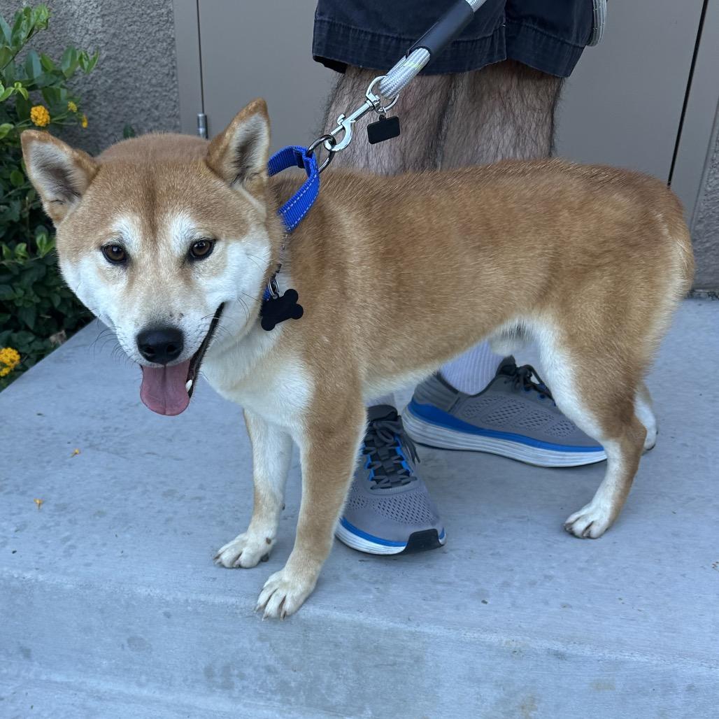 Enlarge Boba, a Adoptable Shiba Inu in Las Vegas, NV image 3/6