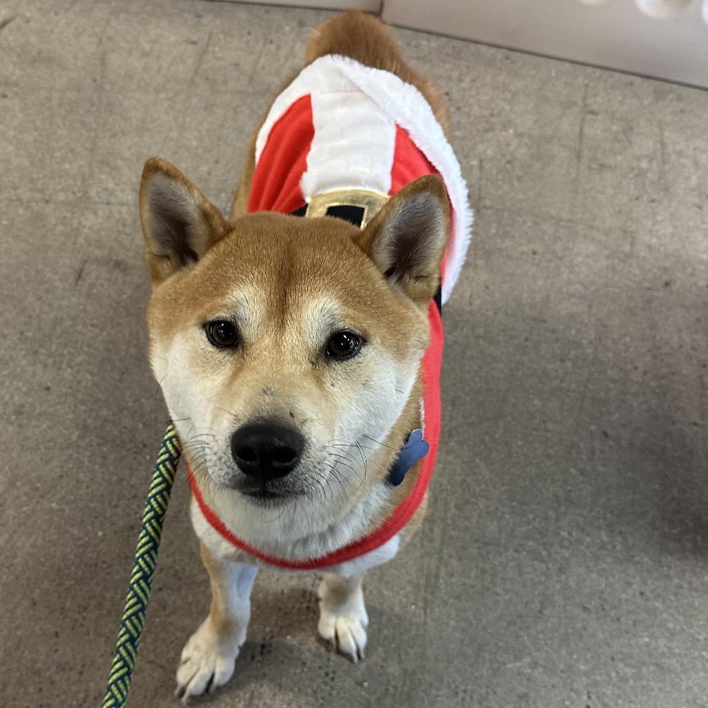 Enlarge Boba, a Adoptable Shiba Inu in Las Vegas, NV image 4/6