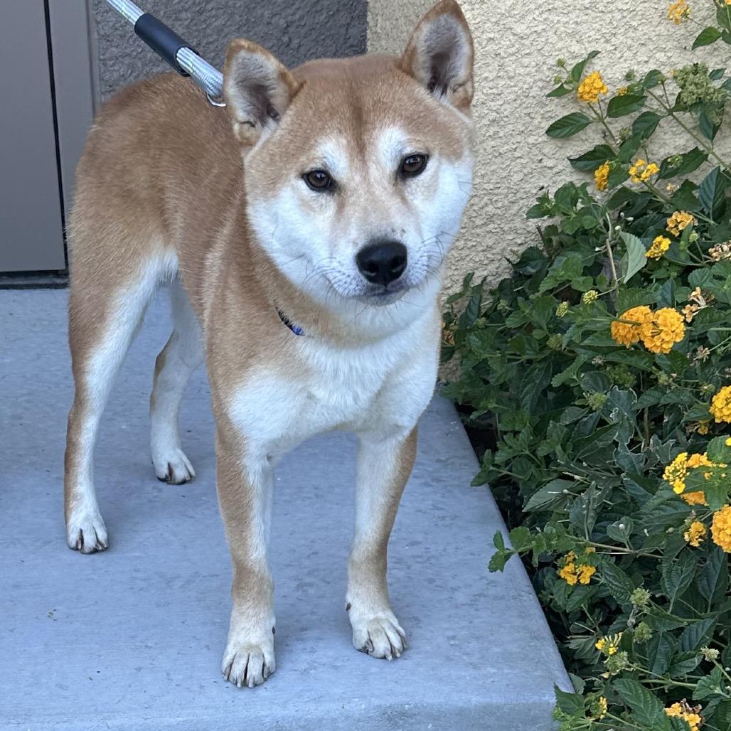 Enlarge Boba, a Adoptable Shiba Inu in Las Vegas, NV image 5/6