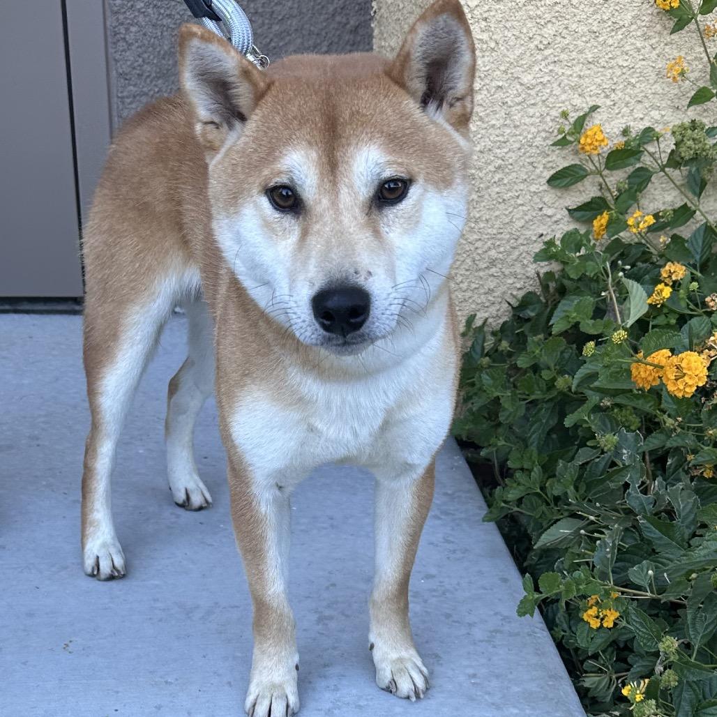 Enlarge Boba, a Adoptable Shiba Inu in Las Vegas, NV image 6/6