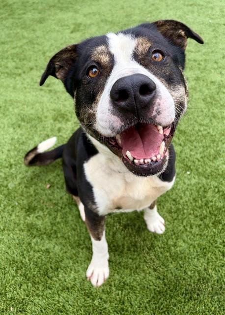 PICKLES, Adoptable, Adult Male Pit Bull Terrier & Mixed Breed.