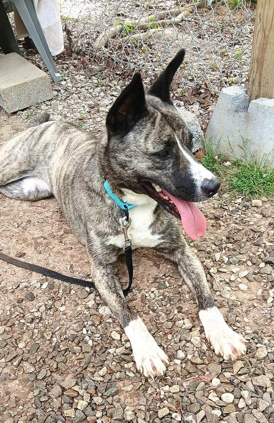 Enlarge PRINCESS, an adopted Mixed Breed in Pegram, TN image 6/6