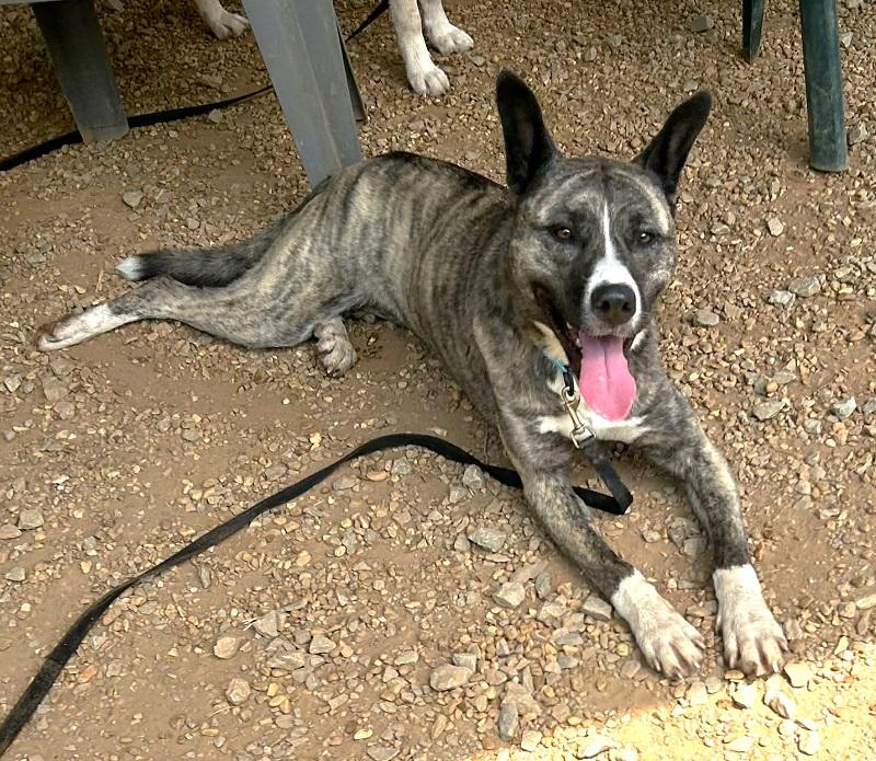 Enlarge PRINCESS, an adopted Mixed Breed in Pegram, TN image 2/6