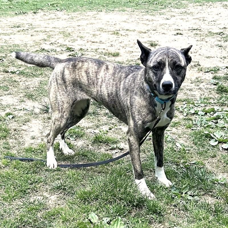 Enlarge PRINCESS, an adopted Mixed Breed in Pegram, TN image 4/6