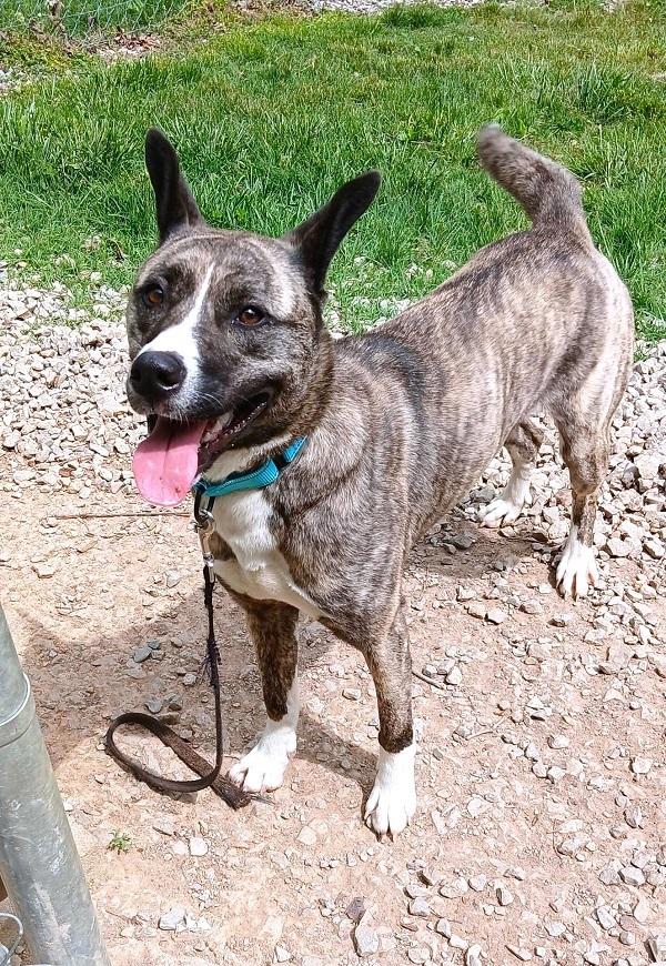 Enlarge PRINCESS, an adopted Mixed Breed in Pegram, TN image 5/6