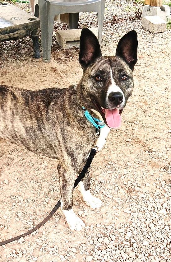 PRINCESS, adopted, Adult Female Mixed Breed.
