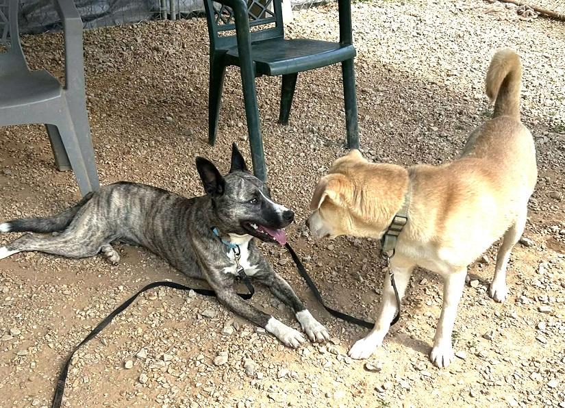 Enlarge PRINCESS, an adopted Mixed Breed in Pegram, TN image 3/6