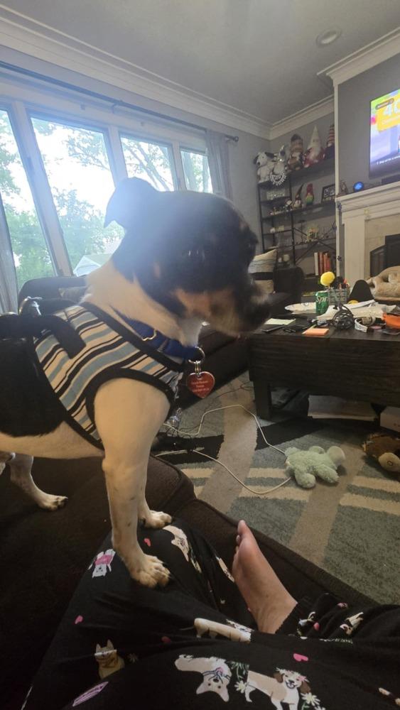 Wakanda, Adoptable, Adult Male Rat Terrier & Chihuahua.