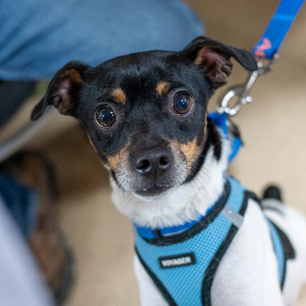 Enlarge Wakanda, a Adoptable mixed breed in Mundelein, IL image 2/6