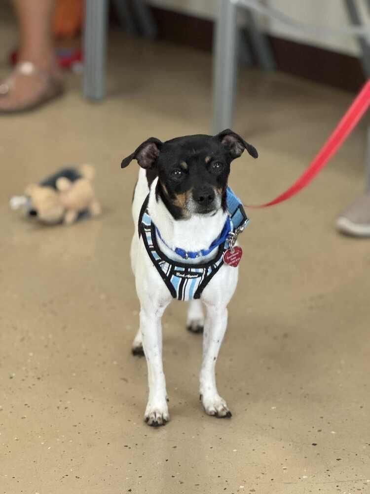 Enlarge Wakanda, a Adoptable mixed breed in Mundelein, IL image 4/6