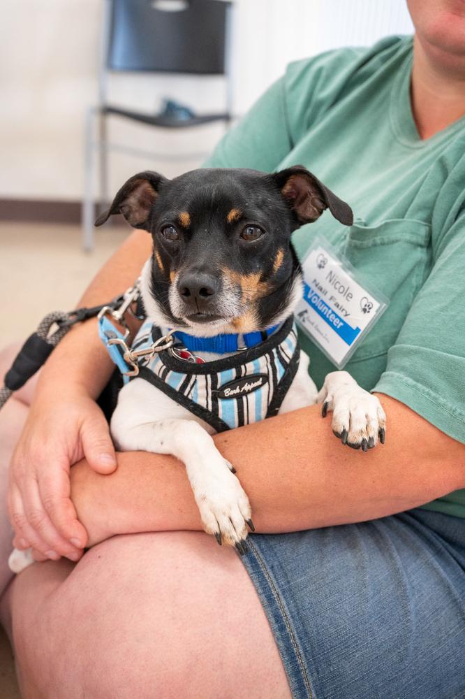Enlarge Wakanda, a Adoptable mixed breed in Mundelein, IL image 3/6