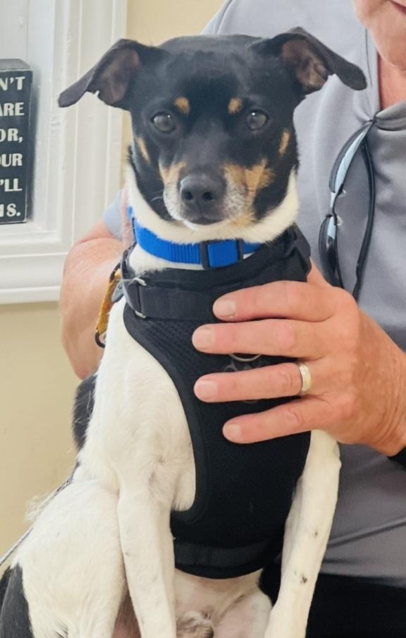 Enlarge Wakanda, a Adoptable mixed breed in Mundelein, IL image 4/6