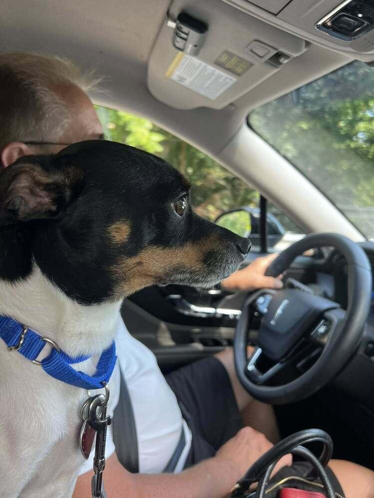 Enlarge Wakanda, a Adoptable mixed breed in Mundelein, IL image 5/6