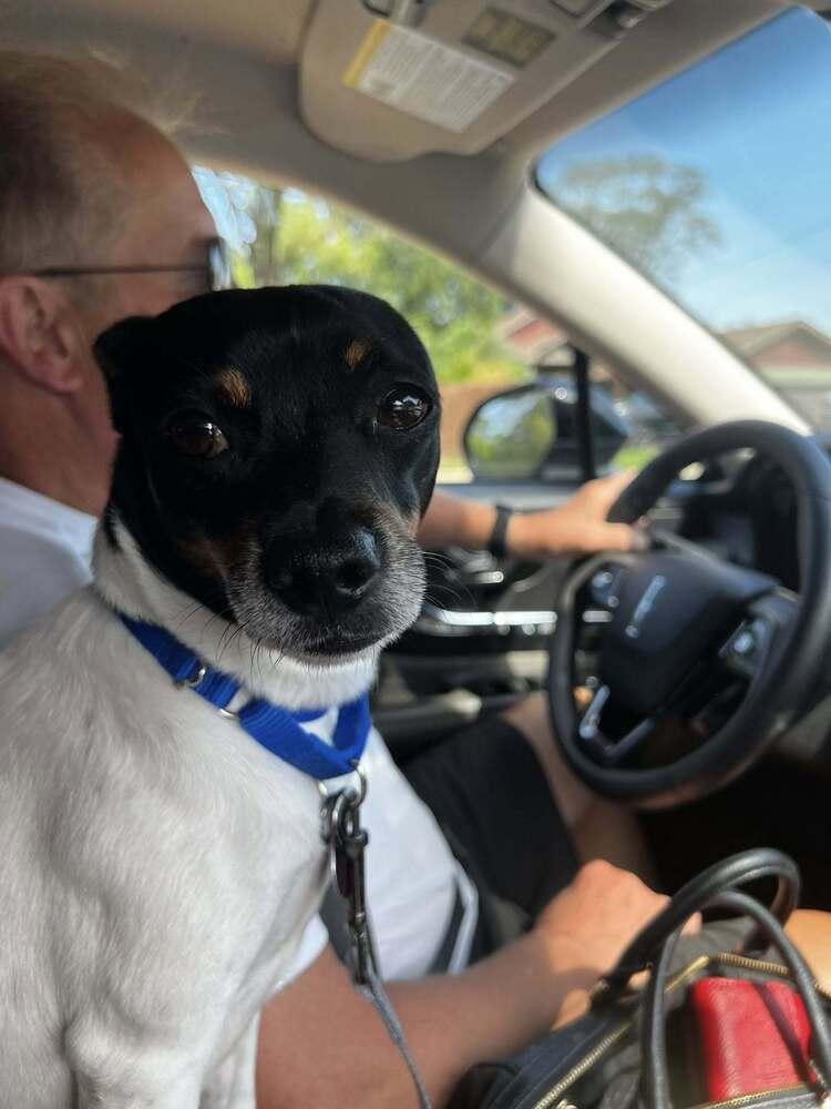 Enlarge Wakanda, a Adoptable mixed breed in Mundelein, IL image 6/6