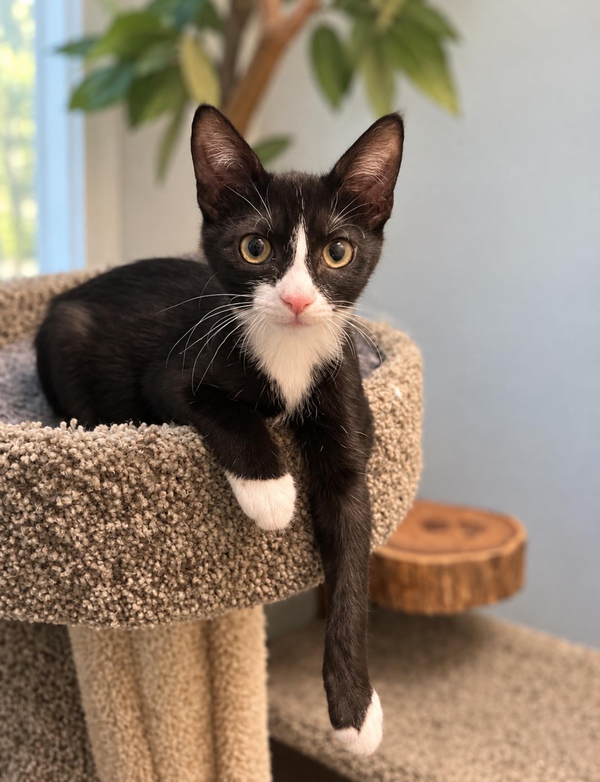 Sprocket, Adopted, Kitten Female Domestic Short Hair.