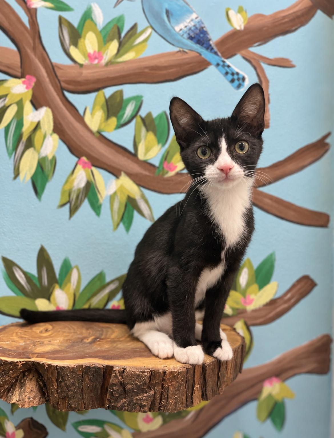 Enlarge Sprocket, a Adopted Domestic Short Hair in Jacksonville, FL image 2/2