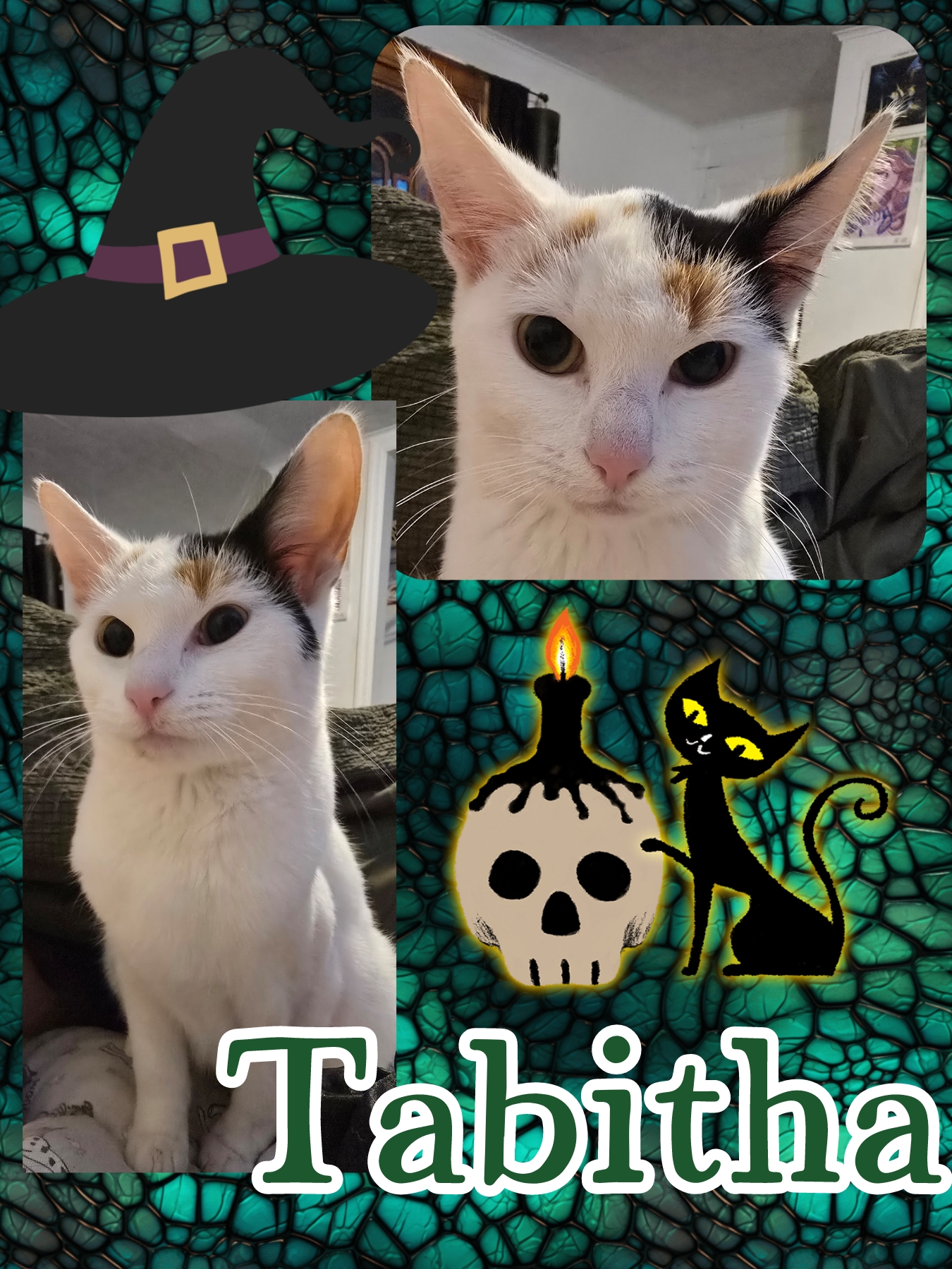 Enlarge Tabitha, a Adoptable Calico in Plymouth , PA image 1/1