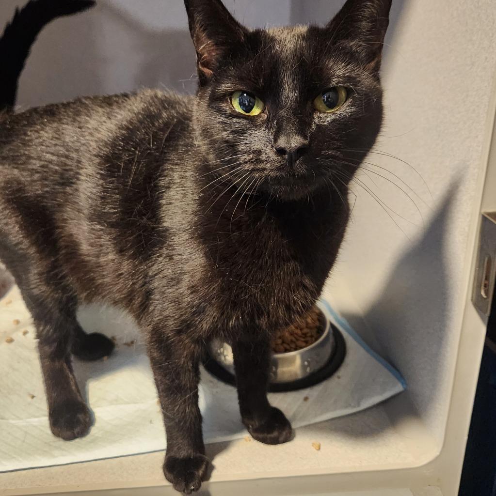 Enlarge Jinx, a Adoptable mixed breed in Walnutport, PA image 1/1