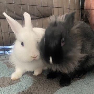 Enlarge Dove (bonded to Lindor), a Adoptable Lionhead in Hilliard , FL image 1/6