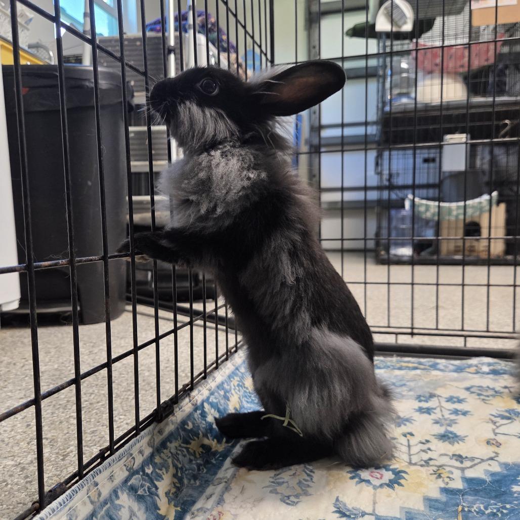 Enlarge Dove (bonded to Lindor), a Adoptable Lionhead in Hilliard , FL image 2/6
