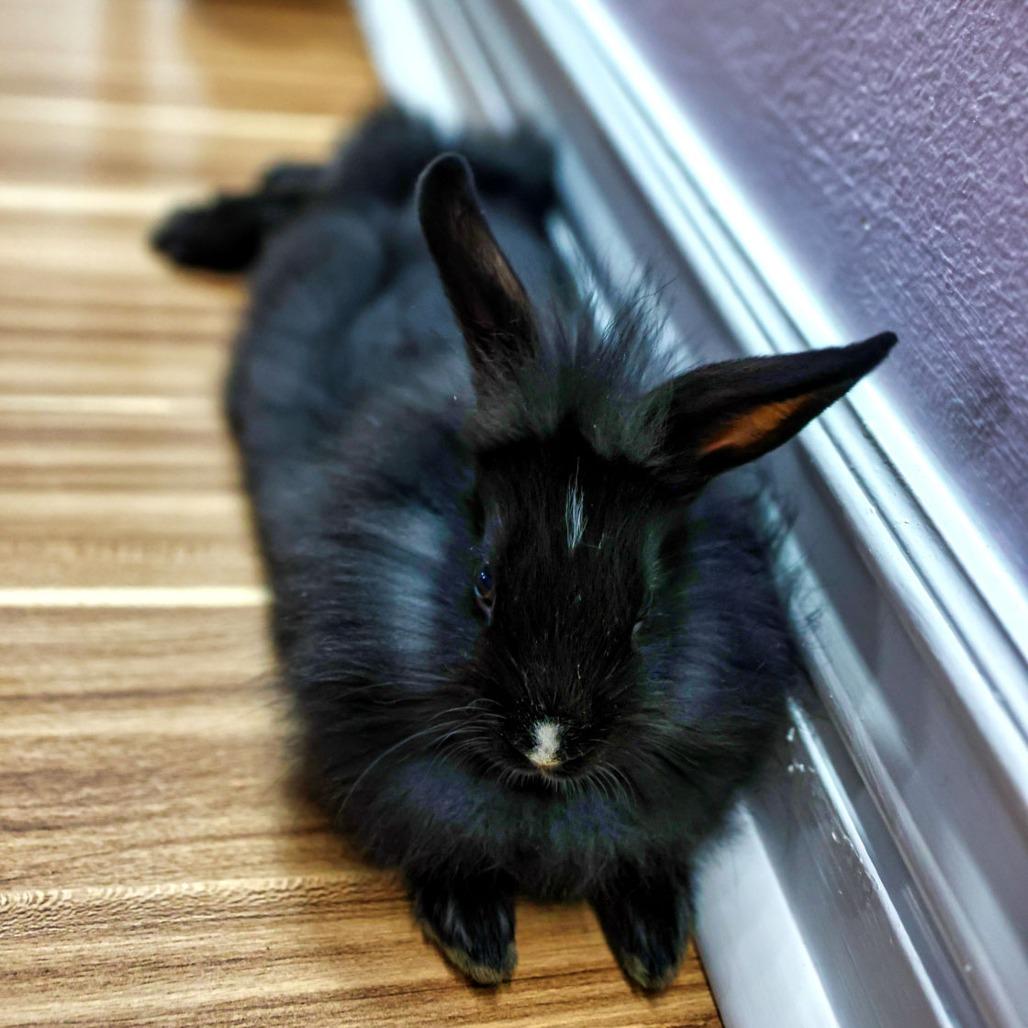 Enlarge Dove (bonded to Lindor), a Adoptable Lionhead in Hilliard , FL image 3/6