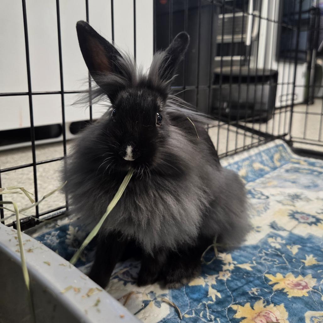 Enlarge Dove (bonded to Lindor), a Adoptable Lionhead in Hilliard , FL image 4/6