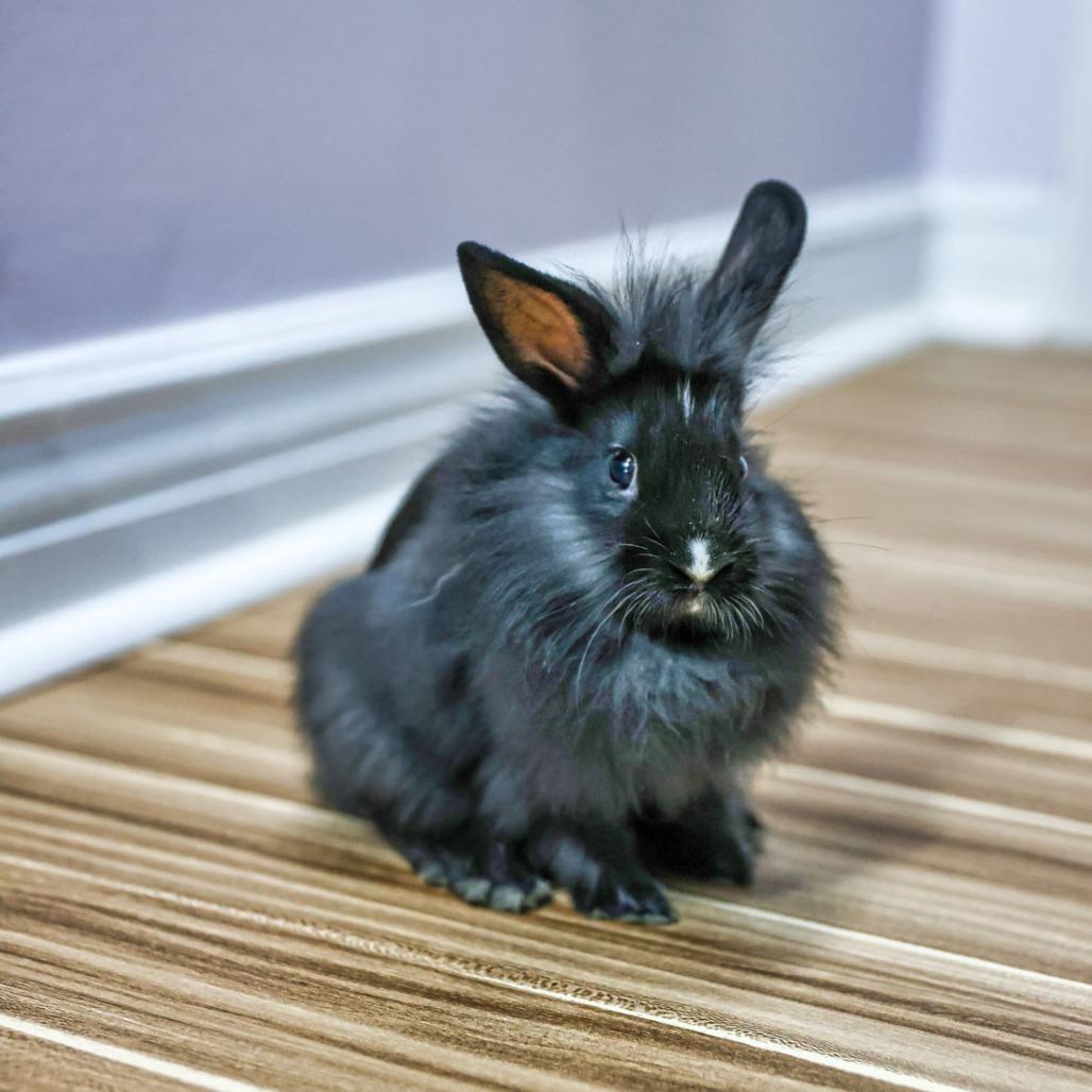 Enlarge Dove (bonded to Lindor), a Adoptable Lionhead in Hilliard , FL image 6/6