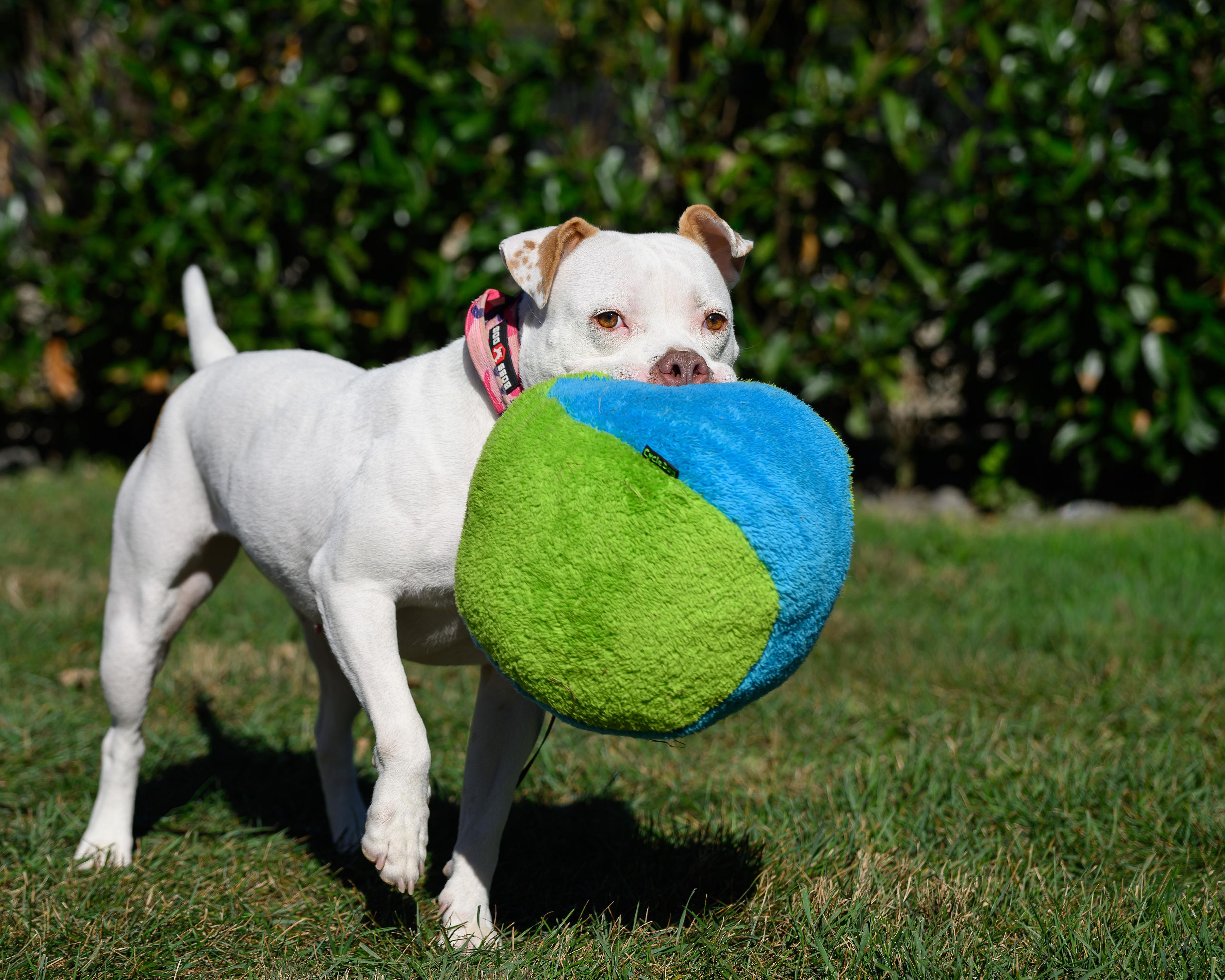 Enlarge Mini Pearl, a Adoptable mixed breed in Montclair, NJ image 1/4